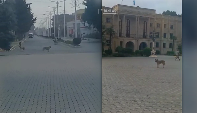 Masallıda sahibsiz küçə itləri sakinləri qorxuya salıb