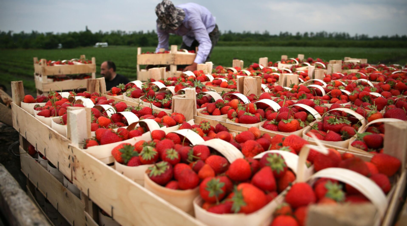 Cəlilabad çiyələyi əsasən xaricə göndərilib