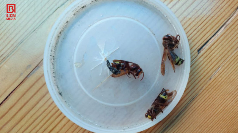 Lənkəranda təhlükə saçan arılar barədə açıqlama