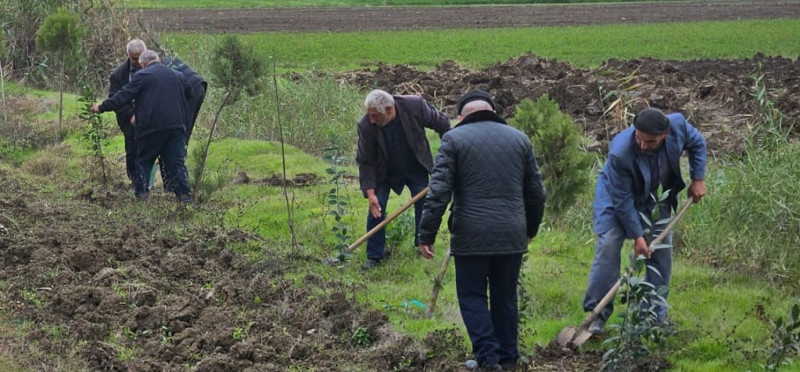 Masallıda ağacəkmə aksiyaları davam edir
