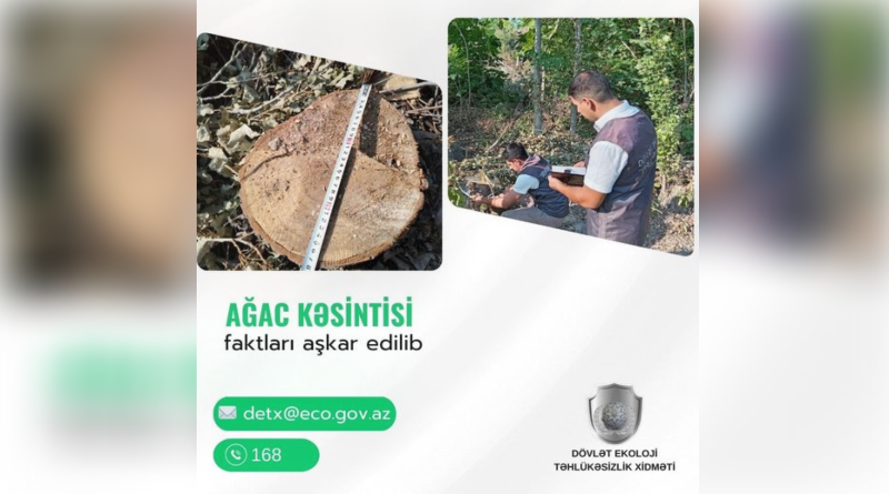 Lənkəranda ağaclar qanunsuz kəsilib