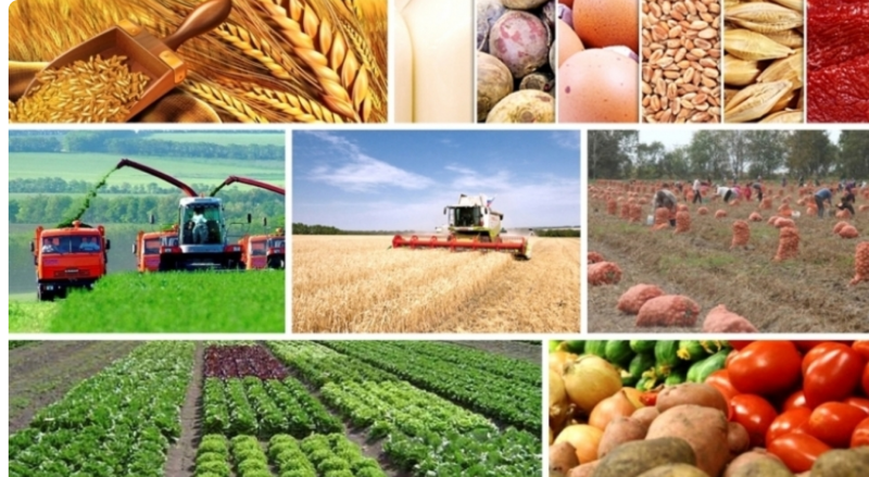 Masallıda kənd təsərrüfatında artım müşahidə olunur