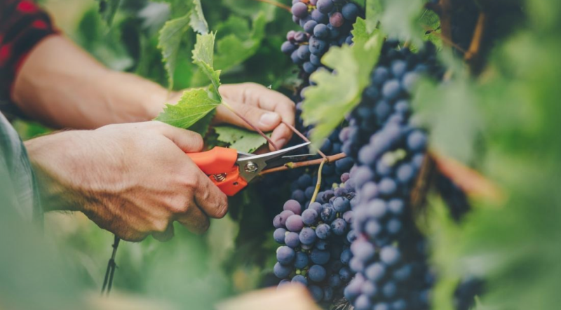 Cəlilabadda üzüm yığımında azalma var