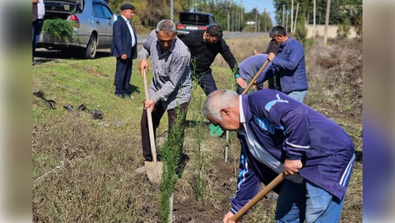 Masallıda kütləvi ağacəkmə aksiyası davam edir