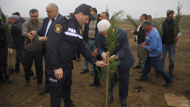 Cəlilabadda ağacəkmə aksiyası təşkil edilib