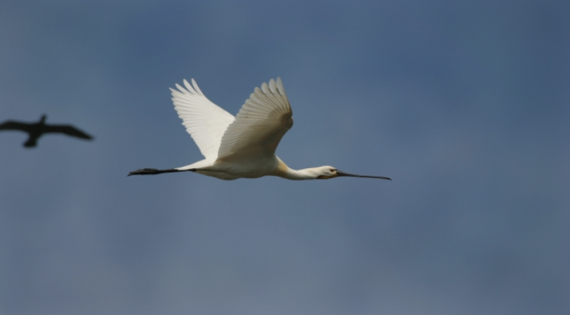 Qızılağac quşların daha çox müşahidə edildiyi milli parklardandır