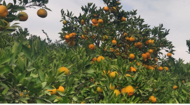 Astarada mandarin yığımı davam edir - VİDEO