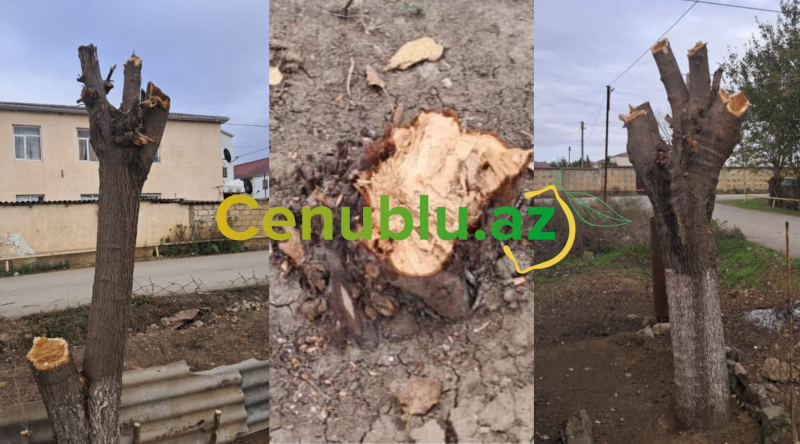 Biləsuvarda ətraf mühitə ziyan vuranlar cəzalandırıldılar