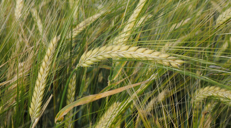 Biləsuvarda arpa əkini başlayıb