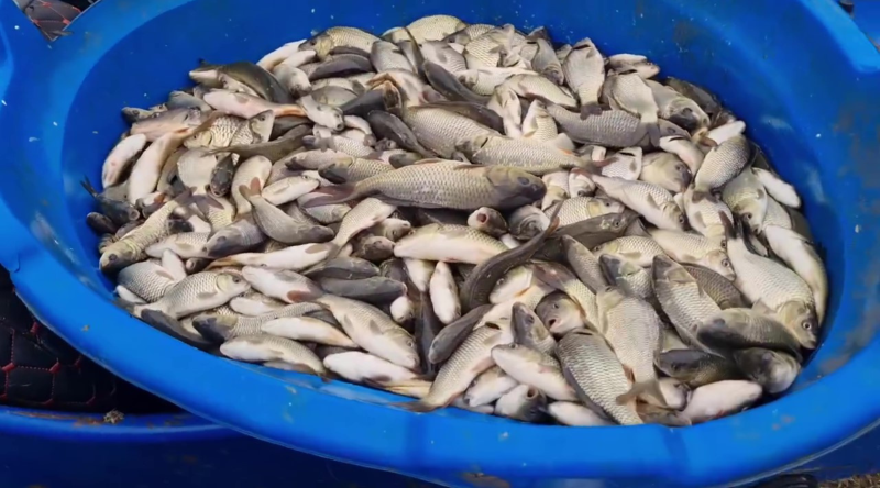 Xanbulançaya on minlərlə balıq buraxılıb - VİDEO