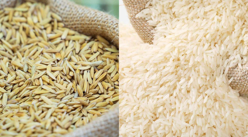 Biləsuvarda çəltik yığımına başlanılıb