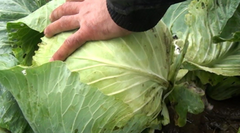 Cəlilabadda payızlıq kələmin yığımına başlanılıb