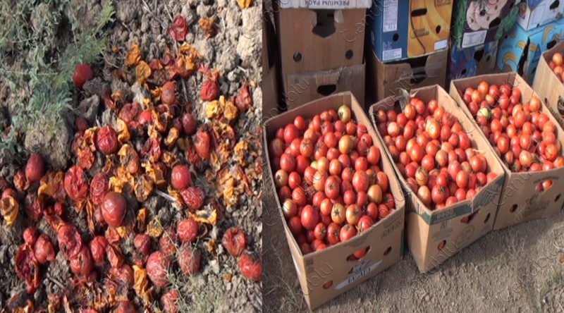 Biləsuvarda pomidor sahələrdə çürüyür: Fermerlər ZİYAN İÇİNDƏDİR - VİDEO