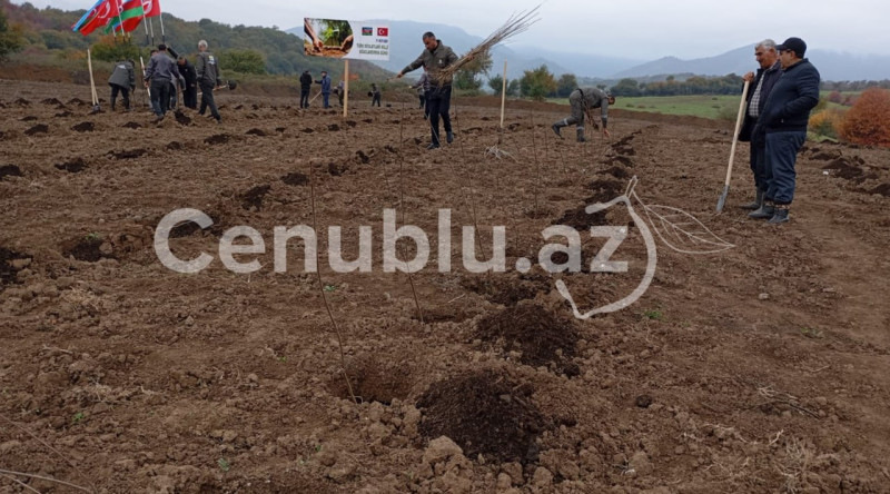 Masallıda minlərlə ağac əkilib