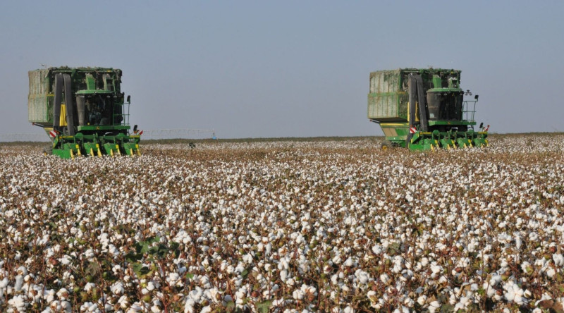 Biləsuvarda pambıq yığımının məhsuldarlığı artıb