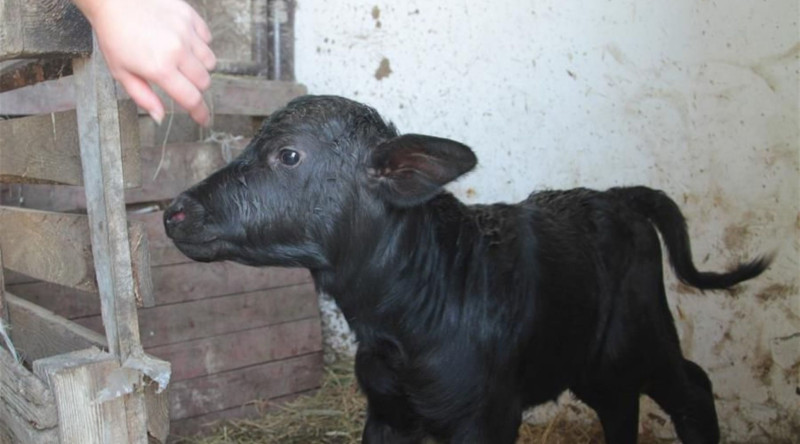 Camış balasına görə 100 manat subsidiya veriləcək