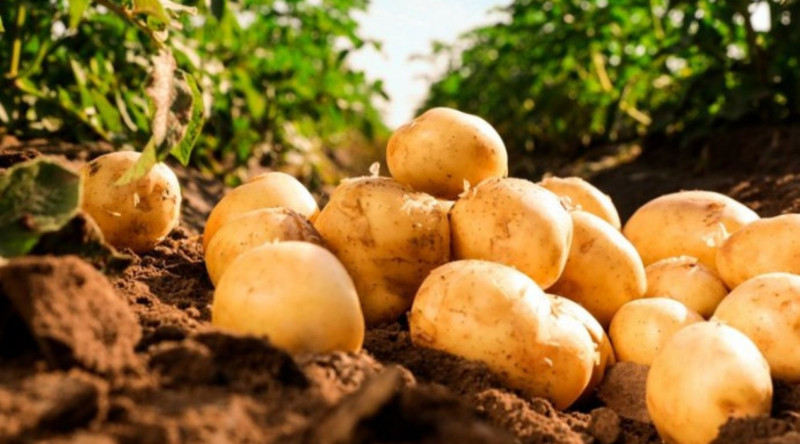 Cəlilabadda payızlıq kartof yığımının məhsuldarlığı yüksək olub