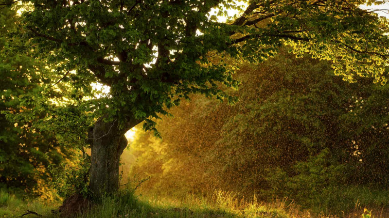 SSRİ-nin ilk botanika apteklərindən biri: Masallının Yaşıl apteki