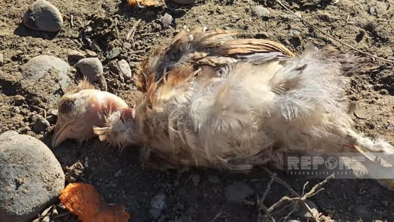 Biləsuvarda ev quşları kütləvi şəkildə tələf olub