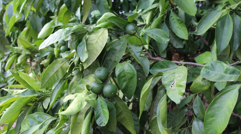 Naringini həftədə neçə dəfə yemək lazımdır? - VİDEO