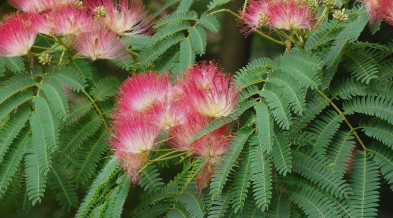 Azərbaycanın endemik bitkisi: Lənkəran akasiyası