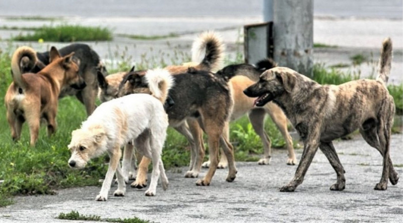 Lənkəranda sahibsiz itlər sakinlərə qənim kəsilib - VİDEO