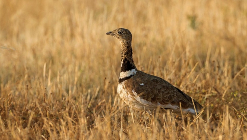 Ərəblər Biləsuvarda Qırmızı Kitaba düşən quşları ovlayırlar? - VİDEO