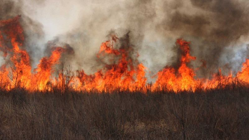 Biləsuvarda talvar yanıb