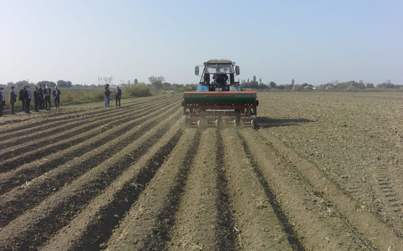 Cəlilabadda bu mövsüm 61 min hektara yaxın sahədə taxıl əkilib