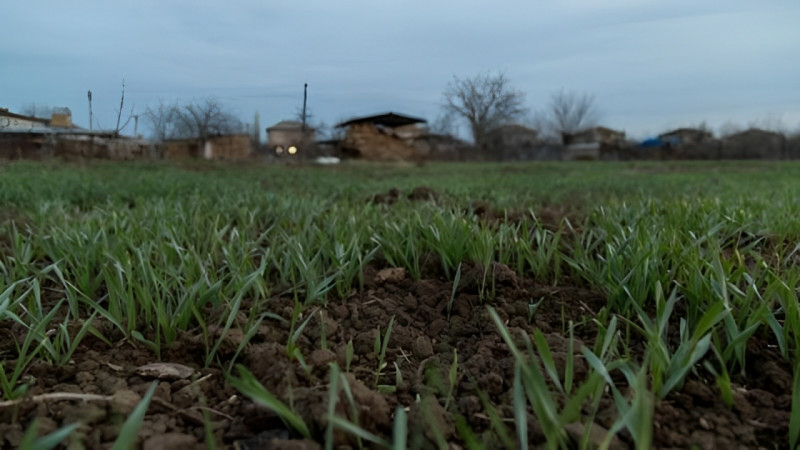 Lənkəranda torpaq bahalaşır - VİDEO