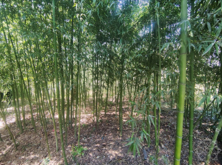 Azərbaycandakı yeganə bambuk bağı - VİDEO