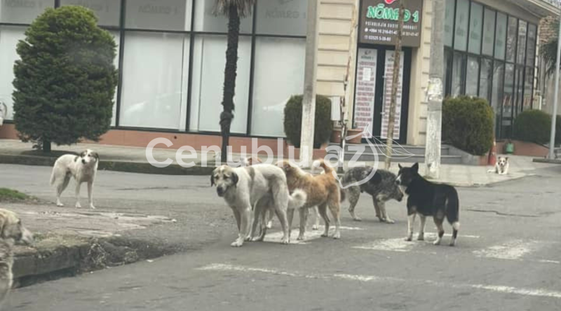 İcra Hakimiyyətindən sakinlərin itlərlə bağlı ŞİKAYƏTİNƏ ÖZƏL AÇIQLAMA - VİDEO
