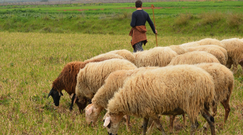 Azərbaycanda çobanlar yoxa çıxıb - Fermerlər NARAHATDIR