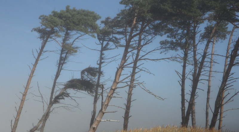 Növbəti iki gündə güclü külək əsəcək - XƏBƏRDARLIQ