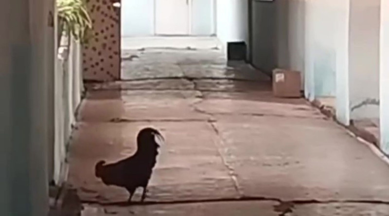 Direktor çəkiliş zamanı məktəbdə olmayıb – Xoruz gəzən təhsil ocağı ilə bağlı AÇIQLAMA