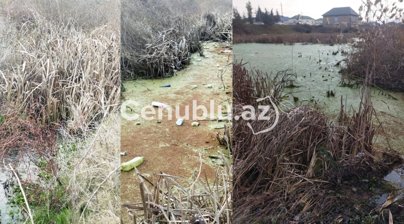 Lənkəranın mamır basmış su kanallarından ŞİKAYƏT - FOTO