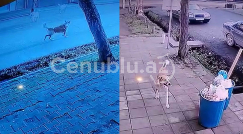 Lənkəranda sahibsiz itlər küçələrə sahib çıxmaq üzrədir - VİDEO