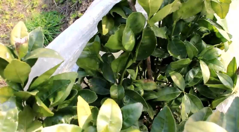 Fermerlər ağacları şaxtadan qorumaq üçün bu üsuldan istifadə edirlər - VİDEO