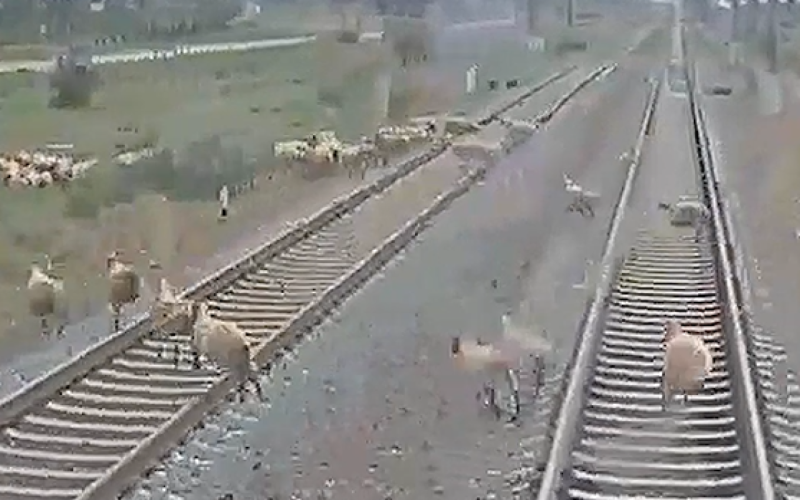 2 ayda 7 heyvan qatarla toqquşub - VİDEO