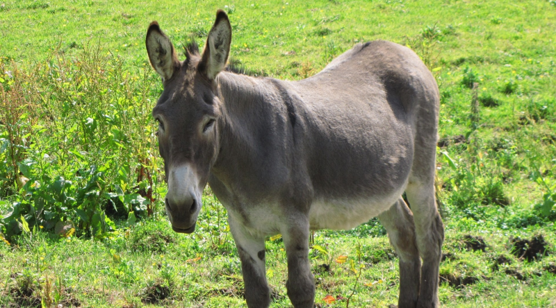 Azərbaycanda eşşəklər azalır