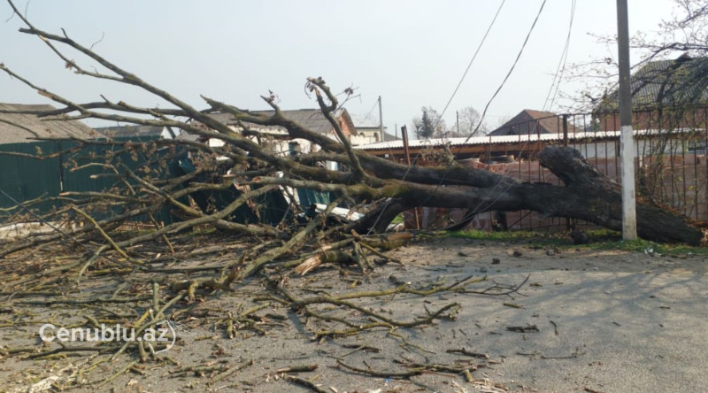 Lənkəranda ağac magistrala aşdı, 850 abonent işıqsız qaldı