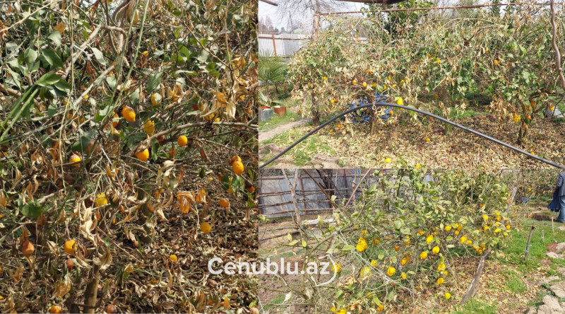 Astarada şaxta sitrus bağlarına ciddi ziyan vurub - VİDE0
