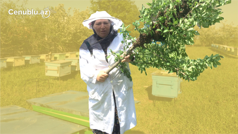 “Son illər gəlir əldə etmək çətinləşib” - 50 ilin arıçı qadını ilə ÖZƏL MÜSAHİBƏ