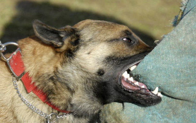 Cəlilabadda sahibsiz itlər meydan sulayır - Heç kimin vecinə də deyil - VİDEO