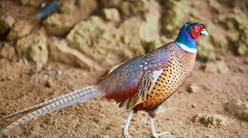 Texnologiya ilə təbiətin qovuşması: İnternet üzərindən qurulan quşçuluq biznesi - VİDEO