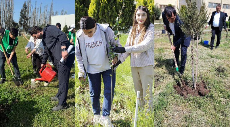 Cənub bölgəsində ağacəkmə aksiyası keçirilib - VİDEO