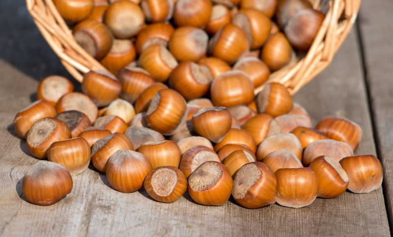 Cənub bölgəsində bazarlardan yoxa çıxan yerli fındıq - Məhsuldarlıq niyə azalır?