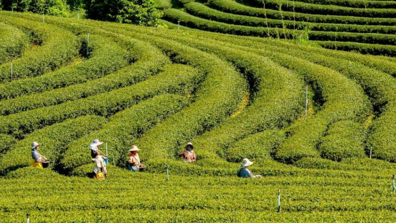 Çay: Cənubun yaşıl mirvarisi