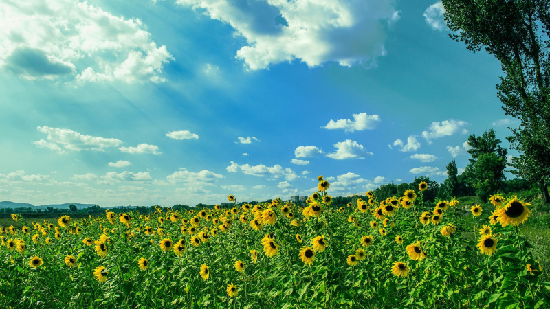 Sabah 30 dərəcə isti olacaq