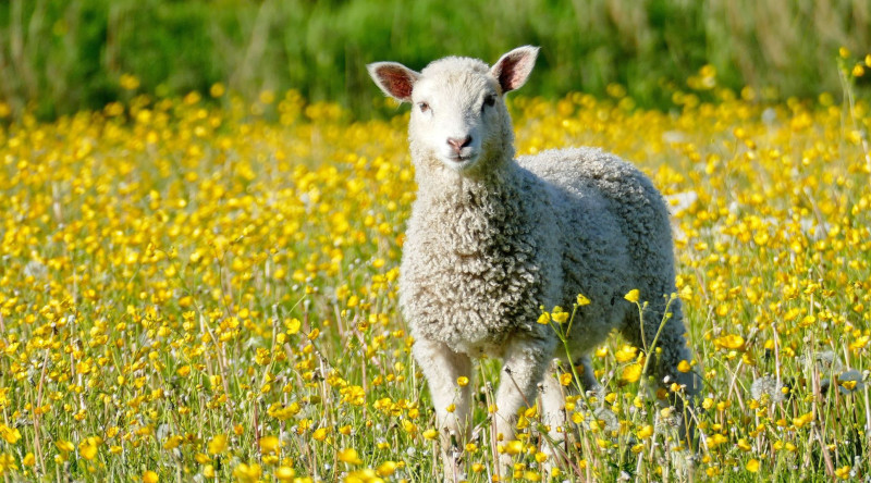 Qurbanlıq heyvanların satışı məntəqələrinin SİYAHISI